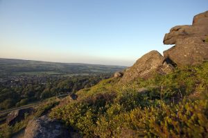cow calf 3 sm - Copy.jpg